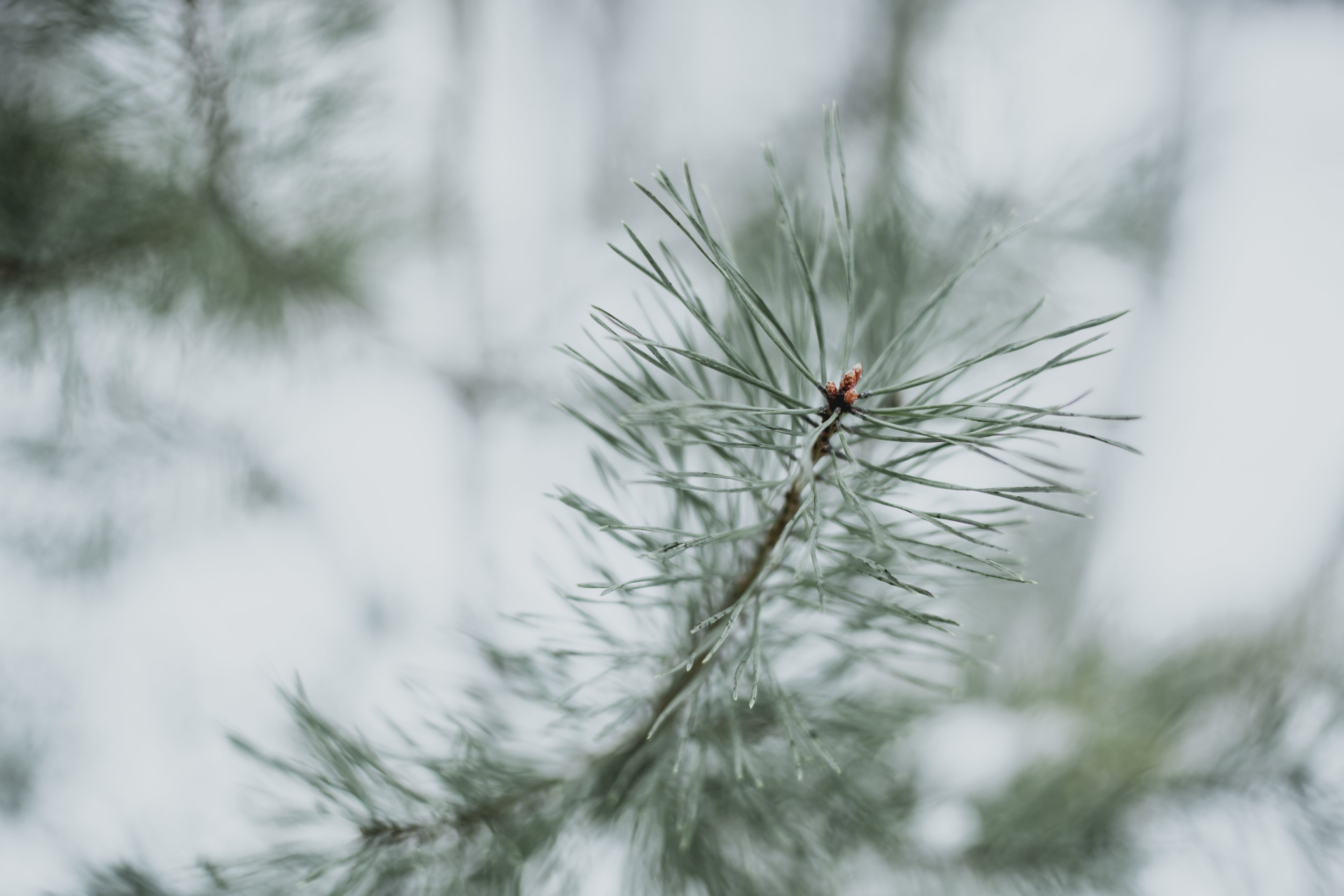 close-up-pine-needles.jpg